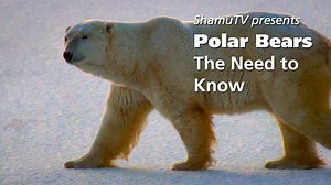 Shamu TV: Polar Bears - The Need to Know