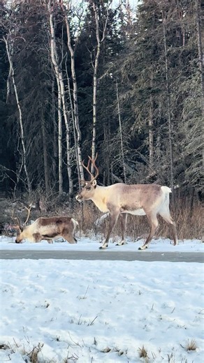 Alaskan Caribou #alaska #animal #scenery #fyp #foryoupage