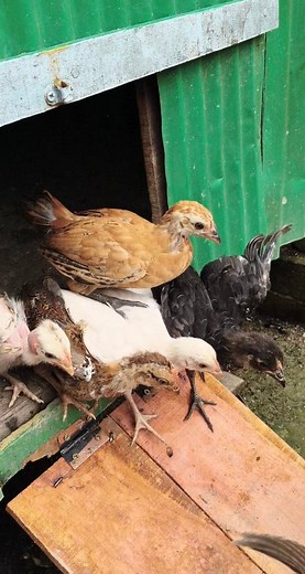 81K views · 863 reactions | Releasing the hen and her chicks #chicken #chicks #chickenlover #pet | Abid Agro | Facebook