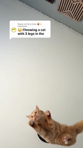 Amazing Three-Legged Cat Defies Odds with Adaptability