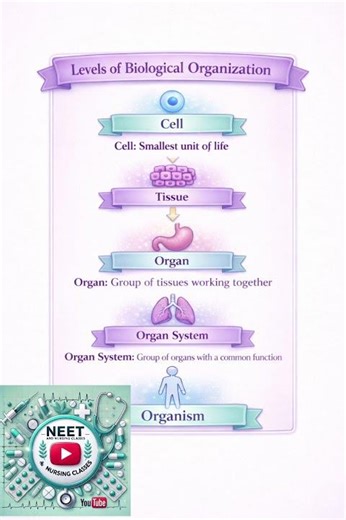 Biological organisation for 11th, 12th #nursingofficer #anmnursing #viralvideo
