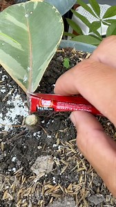 rubber plant #rubbertree #rubberplant #PruningTips #bonsailovers #gardeningtips #plants | Jayson Gaylan