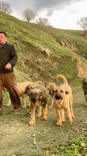 سەگی کوردی - ڕێنمایی و داواکاری