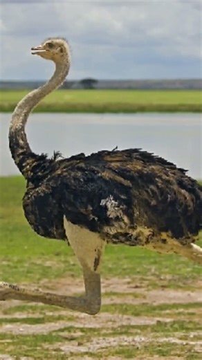 Ostrich Speed in Africa Will Shock You 🐦💨 #shorts