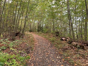 Ecologist Calls For The Preservation Of Madison's Drew Forest