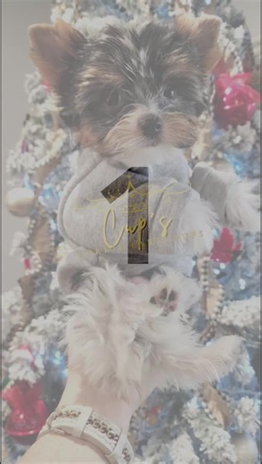 Nearly 12 weeks old and still fit in the palm of my hand! 😍😍😍 And look how cute they look in their daddy Kingston's old sweatshirt 😍🫶 too adorable!!#partiyorkie #puppiesoftiktok #viral #fyp #cute