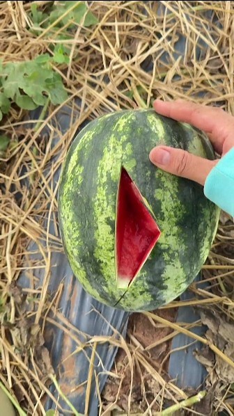 Look at the color of the melon inside. Is it red enough? #watermelon #watermeloncutting