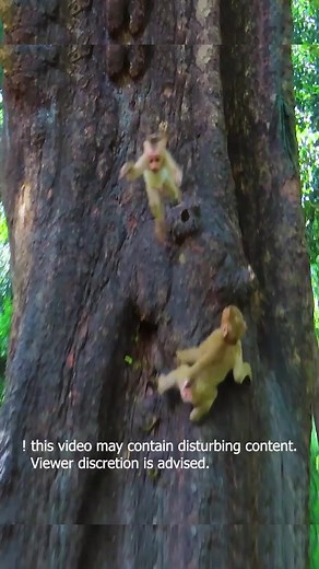 Baby Monkey Falls from Tree | Heartbreaking Wildlife Moment