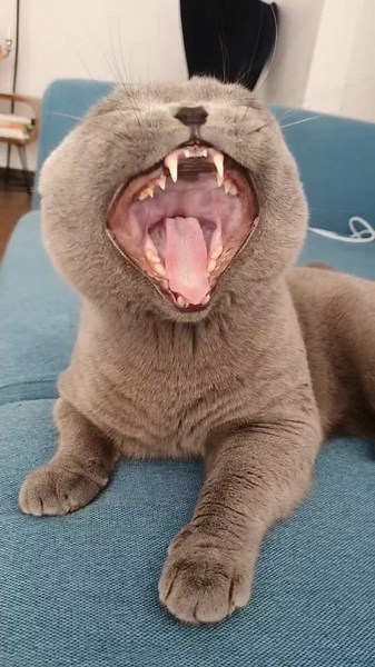 Evil Laugh Sound Challenge with Cats