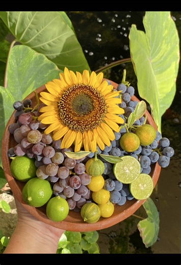 Harmony Gardens on TikTok