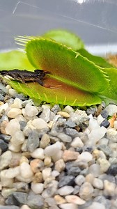 Venus fly trap eats a scorpion | Carnivorous Plants