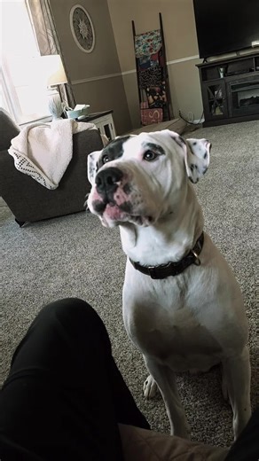 Understanding Pitbull and Bully Breeds