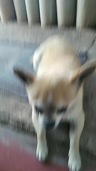 esta desbelado? #perros #anexo #buenosdiasamigazo #foryou #parati #1b