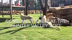 10K views · 78 shares | ITS BEEN A WHITE CHRISTMAS! Meet our beautiful twin white lions, Kovu meaning scar is already longer and taller than bruiser our tawny male lion. Nala meaning gift is certainly winning everyone's hearts with her affectionate personality!. Our beautiful twins have now joined the zoo family and are waiting to meet there new friends!, so what a perfect reason to come back and visit the hunter valley zoo! | Hunter Valley Wildlife Park | Facebook