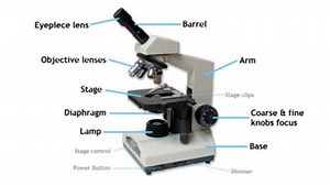 Parts of a Compound Light Microscope