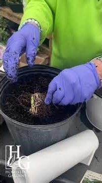 Easy Tips for Planting Perennial Bulbs