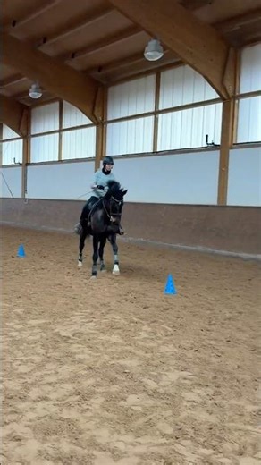 Working Equitation horse trail training #workingequitation #equestrian #horse #dressage