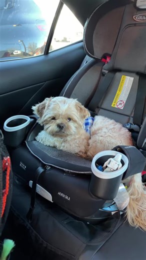 Max is Ready for Work! 🐶