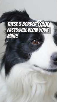 These 5 Border Collie Facts Will Blow Your Mind!