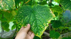 Cucumber disease. Spotted, yellowed and diseased cucumber leaf affected by a disease or pests caused by harmful insects, plant fungi, thrips and diseases. Female Hands showing leaves with Infection.