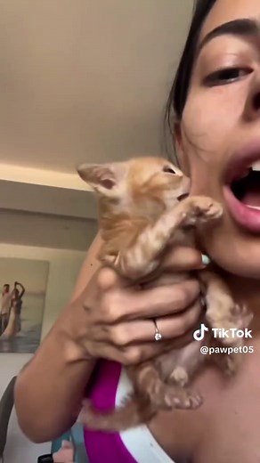 Kittens Playing: Cute Cat Video Compilation