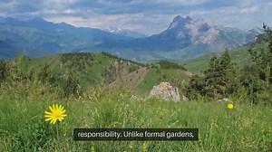 Wildflower Garden Design For Natural Landscapes