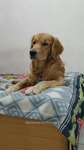 669K views · 10K reactions | Mujhe Sabka Dhyan Rakhna Padta Hai ❤️ #dog #puppies #dogsofinstagram #labrador #funny #doglife #puppy #goldenretriever #dogoftheday #doglover | Abhishek Kumar | Facebook