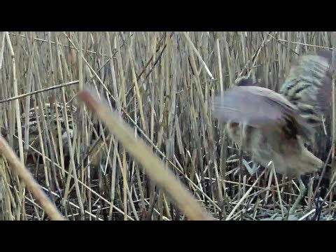 Lielais dumpis:: Eurasian bittern~FIGHT with a conspecific ~4:51 am 2023/05/10
