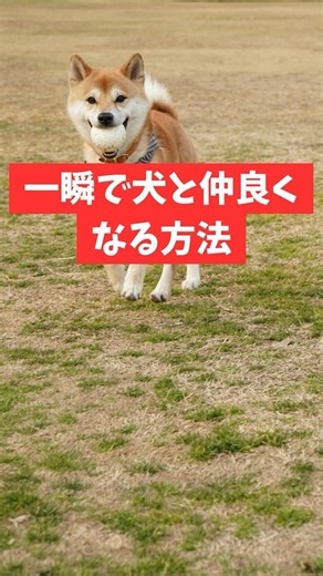 一瞬で犬と仲良くなる方法
