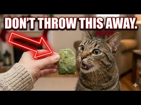 10 Cat Life Hacks You Need to Try (Vet Approved)