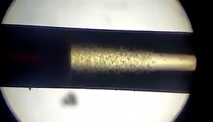 3.7K views · 20 reactions | Another day, another heartworm positive dog! Get them tested  | Vetsquare Veterinary Clinic | Facebook