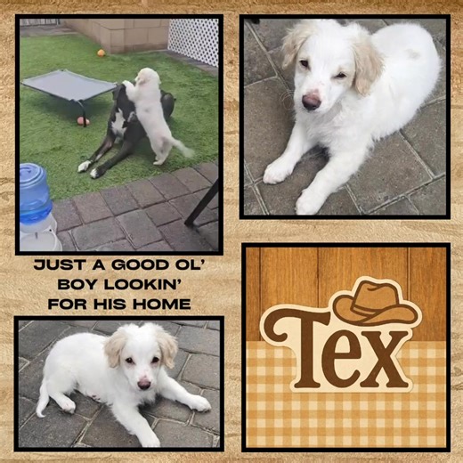 Tex is a 12 week old Cocker Spaniel/ Chihuahua mix. He loves playing with his littermates and also exploring by himself. He has a very calm personality and great with kids. Tex will be at the adoption event on Saturday October 18th 12 pm to 3 pm at the Healthy Paws market located at 446 N Higley Rd in Mesa. He is also available for adoption on our website. If you have any questions please email our adoption team at followyourheartfoundation@gmail.com You can see more posts and pictures by clicki