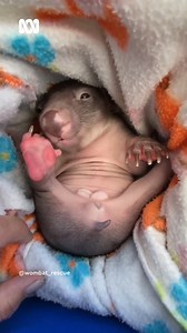 29K views · 862 reactions | Cuteness overload!! 殺殺 ​  @wombat_rescue thanks for sharing this gorgeous footage! ​ Wombat Rescue is licensed to rehab & release wombats and treat mange in the field. They are a not-for-profit and reliant on donations for support. | ABC Landline | Facebook