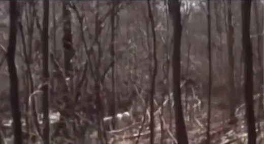 Rake caught on camera? #skinwalker #cryptid #rake #fyp #foryou