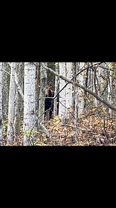 Wrong flavour for this hunt. #moose #october #elkhunting #hunting #howtohunt | Proguide66, Steve Isdahl