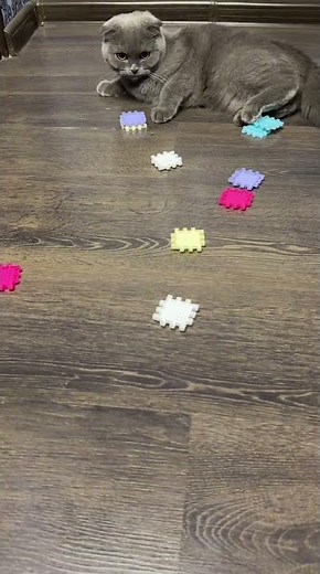 #beadcat #cat #stonebeads #funnycat #kitten #cute #funny #catshorts #asmr