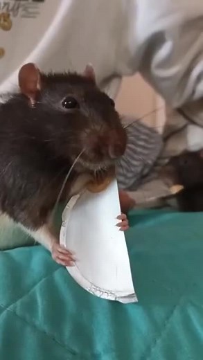 Rata Diciendo Wazaaaaaa: El Meme Divertido