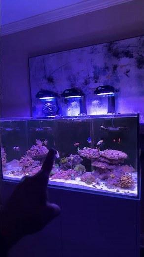Unlocking the Full Potential of the New Reef Tank Radion XR15 G6 Pro