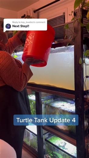 Turtle Tank Setup: Adding Driftwood And Rocks