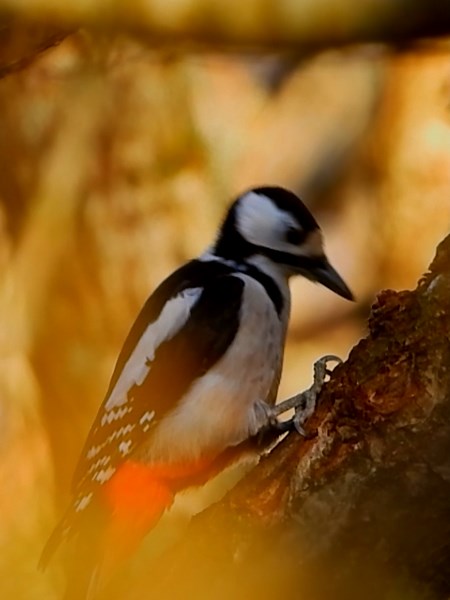 Nikon Coolpix P1000 Zoom Test with Great Spotted Woodpecker