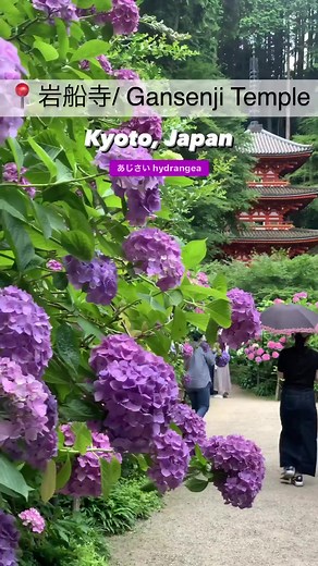 9.7K views · 530 reactions | Hydrangeas at “Gansenji Temple” dates from 729 ..It was reportedly built on the orders of the Emperor Shomu (701-756). The emperor was a devout Buddhist and did much to promote the newly-arrived religion in JapanKizugawa City in the southernmost part of Kyoto Prefecture   @postman1112 | Photography In Japan | Facebook