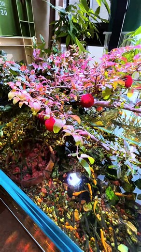 Tuấn Aquarium - Nota Shop VN on Reels