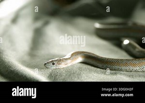 A small rosy boa snake with orange and grey patterns flicks its tongue while resting on a soft green textured fabric in natural bright light Stock Video Footage - Alamy