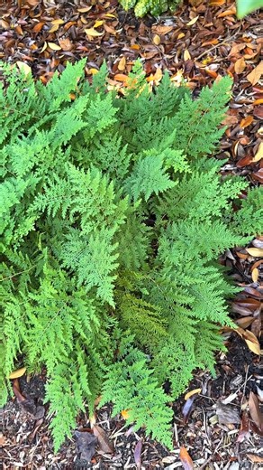 Selaginella braunii isn't a fern or an arborvitae, but instead is a member of an obscure plant gang known as the spikemosses. Named after 19th century German botanist/pteridologist Alexander Braun, the lacy, soft fronds provide year-round interest in the shade garden. Zones: 6a to 9b. In stock. https://www.plantdelights.com/products/selaginella-braunii-arborvitae-fern #mossgarden #shadeplants #perennials #gardeningideas | Plant Delights Nursery, Inc.