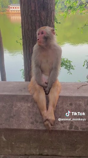Monkey on TikTok