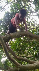 11M views · 290K reactions | गोरिला प्रैंक part 8 || ये वीडियो सिर्फ मनोरंजन k liye बनाया गया हैं 藍藍 #prank #post #funny #prankvideo #comedy #viral #newviralprank #funnypost2025 #mithlanchal #वायरल #gudduvlogs #gorila #dehatiprank | Jitesh Vlogs | Facebook