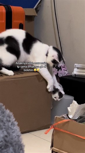 Kucing Bayi yang Lucu dan Menggemaskan