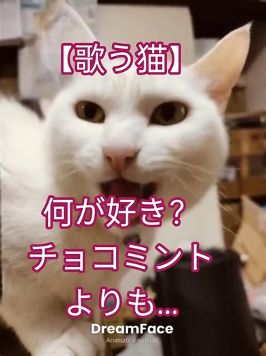 【歌う猫】何が好き？ @shorts #shorts #cat #子猫 #cute #歌う猫 #癒し #猫のいる暮らし #猫動画 #歌う #何が好き #catshorts #catvideo