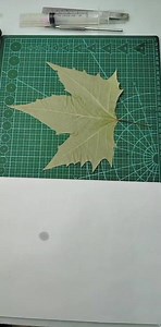 全网唯一 叶雕详细教程 人人可学会##叶雕教程 #树叶雕刻 #详细教程 #详细教学 #手工