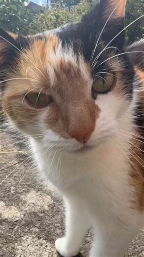 Postman’s Cats on Instagram: "Good morning 👋 Loudness warning! ‼️ 🔊 Medley 🤍🖤🧡 (named by the purrfect catherine37204 🫶) Has quite the meow on her and anyone in the nearby vicinity will know that you’re watching cat content! 😌 (not that that’s a problem) I would recommend everyone to watch cat content, it’s ALWAYS cheers me up without fail 🫶 Just like meeting up with Medley! I love her little chirps before she comes round the bush, of course I adore her big meows, her cute little pink toe